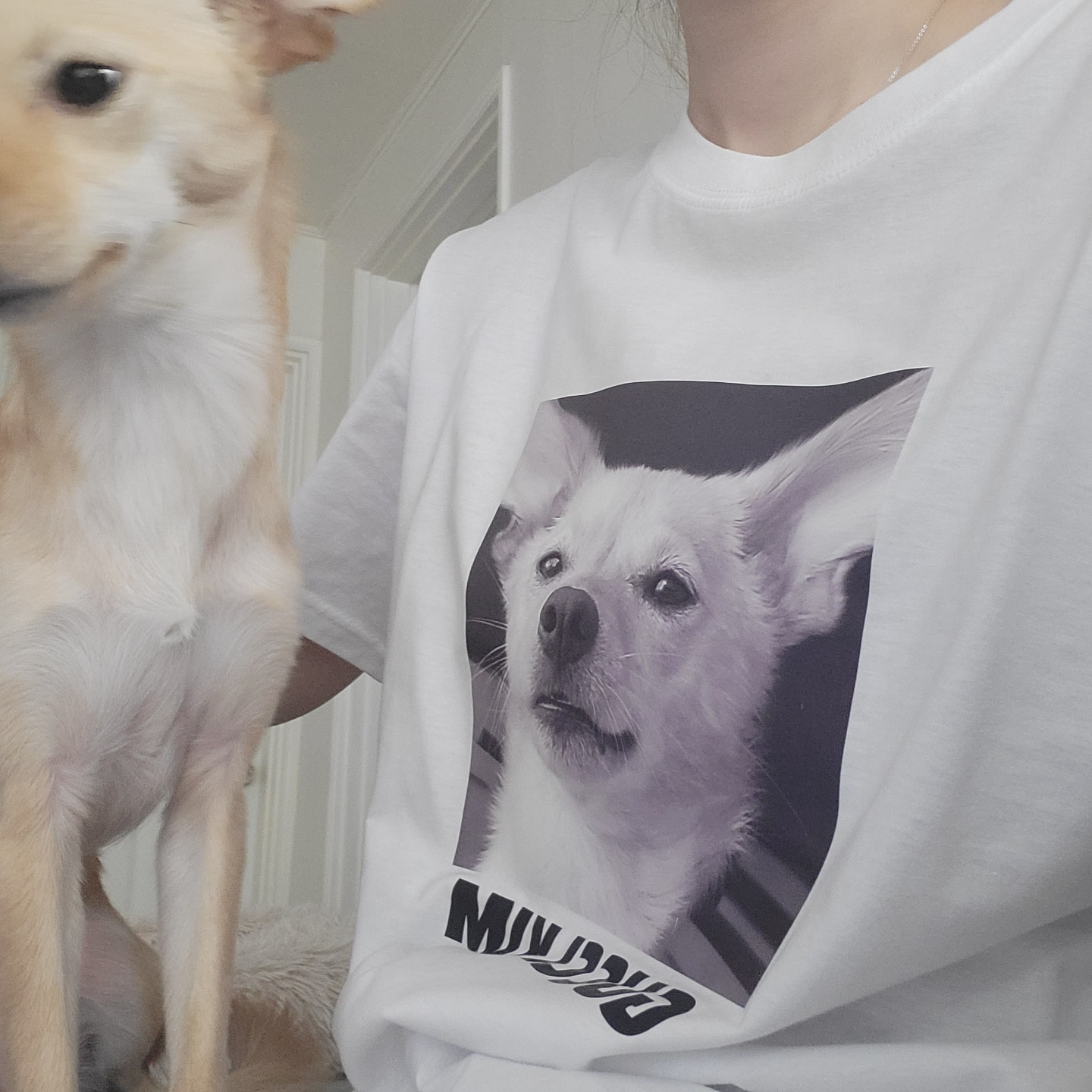 ̹