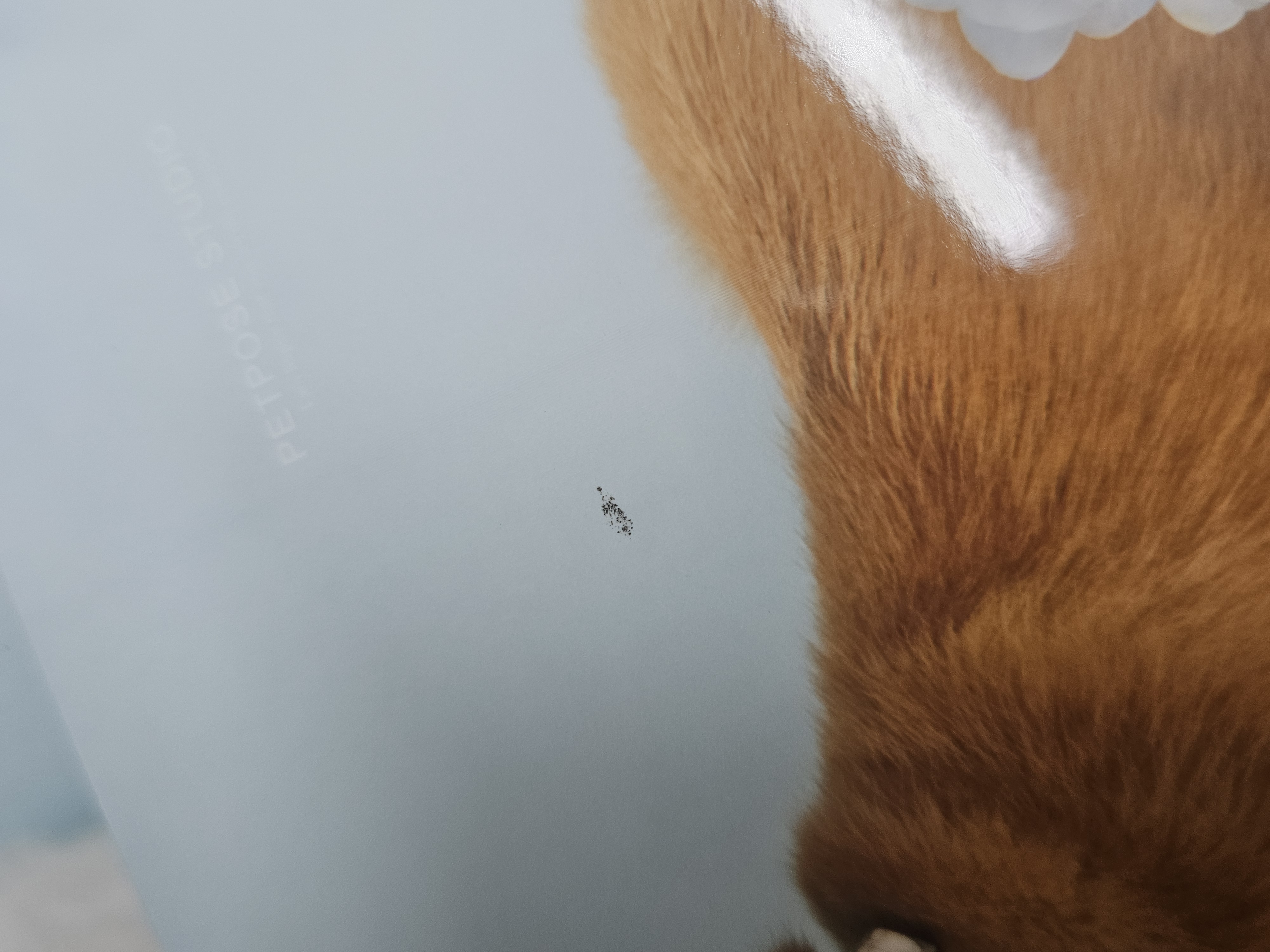 ̹