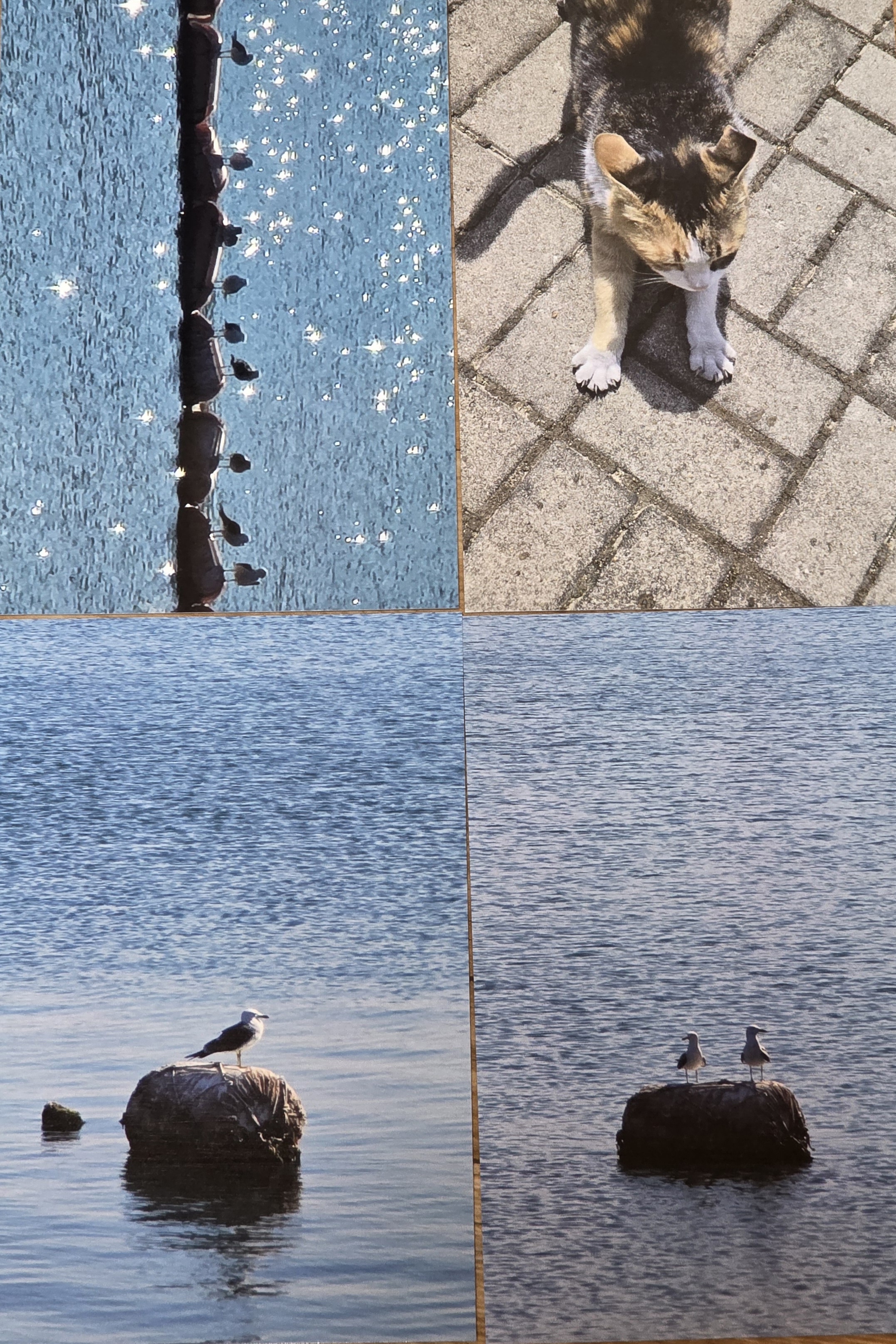 ̹